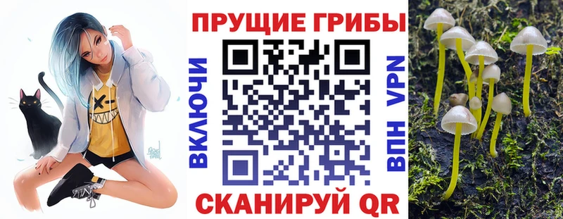Купить где  Магас  Псилоцибиновые грибы Psilocybine cubensis 